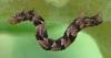 Eupithecia sp.